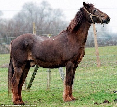 A 51 anni l'inglese Shayne è il cavallo piu' vecchio del momdo.