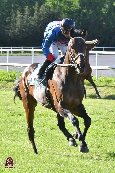 L'origine del cavallo 