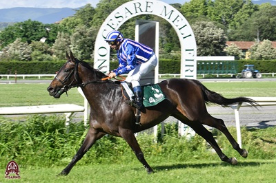 Fauda, a tre anni Derbywinner anglo araba 2024
