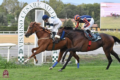 Sui 1800 con Malune Corona Drago a denti stretti respinge Artena nel Premio Scuderia Ardenza al Visa