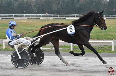 ELWOOD MEDIUM, ALL WISE AS vince in posizione