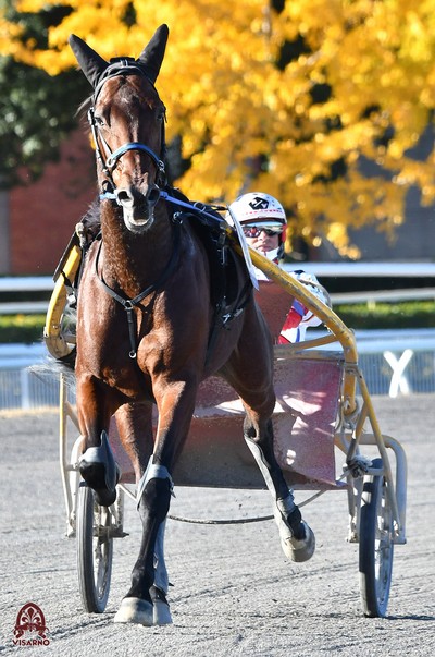 Il recorder delle piste del trotto, Superbo Capar, entra in razza ad Epona